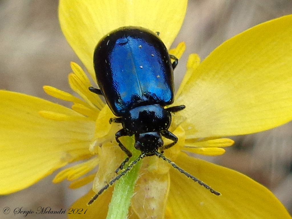 Chrysomelidae: Chrysolina ? No, Agelastica alni !